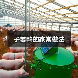 子姜鸭的家常做法(图2) 子姜鸭的家常做法(图2)