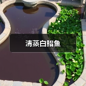 清蒸白鲳鱼(图2) 清蒸白鲳鱼(图2)