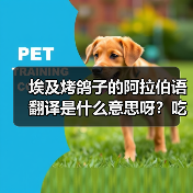 埃及烤鸽子的阿拉伯语翻译是什么意思呀?吃货必看冷知识!(图4) 埃及烤鸽子的阿拉伯语翻译是什么意思呀?吃货必看冷知识!(图4)