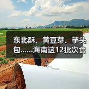 东北酥、黄豆芽、芋头包......海南这12批次食品抽检不合格(图2) 东北酥、黄豆芽、芋头包......海南这12批次食品抽检不合格(图2)