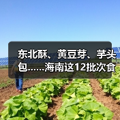 东北酥、黄豆芽、芋头包......海南这12批次食品抽检不合格(图4) 东北酥、黄豆芽、芋头包......海南这12批次食品抽检不合格(图4)
