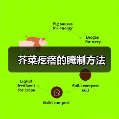 芥菜疙瘩的腌制方法(图3) 芥菜疙瘩的腌制方法(图3)