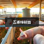 五香辣椒面(图4) 五香辣椒面(图4)