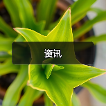 资讯（图1）