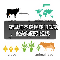 猪耳样本惊现沙门氏菌，食安问题引担忧（图4）