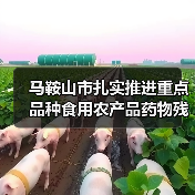马鞍山市扎实推进重点品种食用农产品药物残留突出问题攻坚治理(图2) 马鞍山市扎实推进重点品种食用农产品药物残留突出问题攻坚治理(图2)
