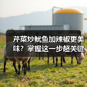 芹菜炒鱿鱼加辣椒更美味?掌握这一步超关键(图4) 芹菜炒鱿鱼加辣椒更美味?掌握这一步超关键(图4)