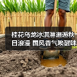桂花乌龙冰淇淋邂逅秋日浪漫 国风香气唤醒味蕾(图2) 桂花乌龙冰淇淋邂逅秋日浪漫 国风香气唤醒味蕾(图2)