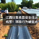 江西征集食品安全违法线索！哪些行为被重点整治？（图1）