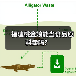 福建桃金娘能当食品原料卖吗?(图2) 福建桃金娘能当食品原料卖吗?(图2)
