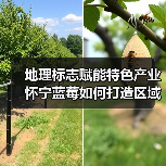 地理标志赋能特色产业 怀宁蓝莓如何打造区域品牌？（图1）